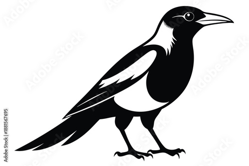 australian magpie silhouette line art vector illustration