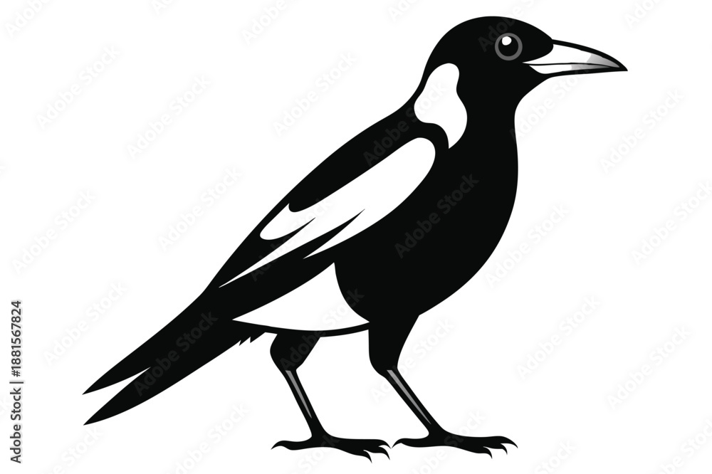 Fototapeta premium australian magpie silhouette line art vector illustration