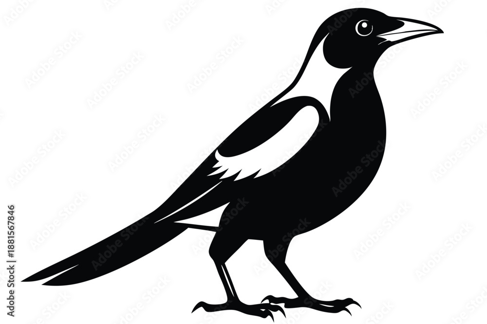 Obraz premium australian magpie silhouette line art vector illustration