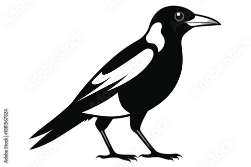 australian magpie silhouette line art vector illustration