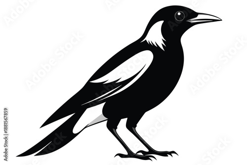 australian magpie silhouette line art vector illustration