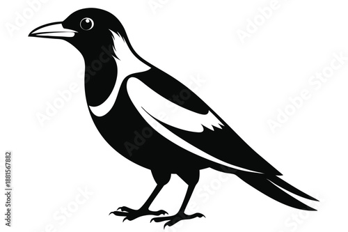 australian magpie silhouette line art vector illustration