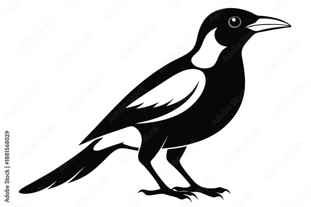 Fototapeta premium australian magpie silhouette line art vector illustration