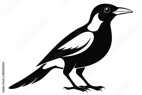australian magpie silhouette line art vector illustration