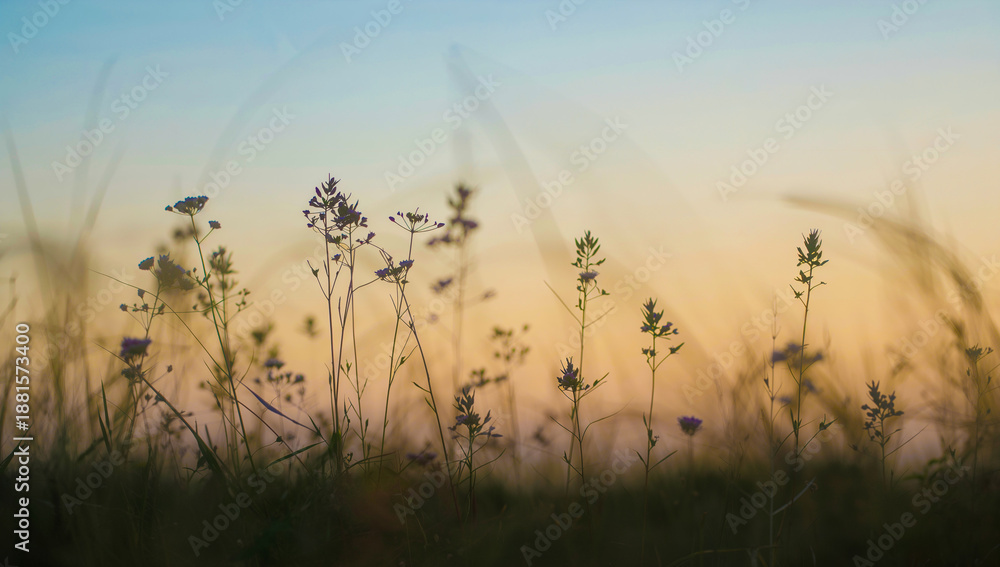 Fototapeta premium Delicate wildflowers silhouetted against a soft gradient sky at dusk
