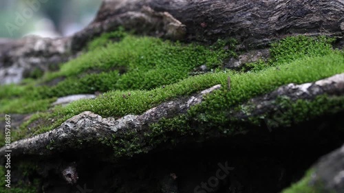 macro green moss on tree roots, green moss on tree roots