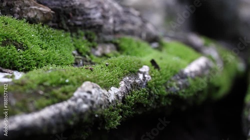 macro green moss on tree roots, green moss on tree roots