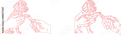 Human hands gently trim a tiny puppys nails during a routine grooming session