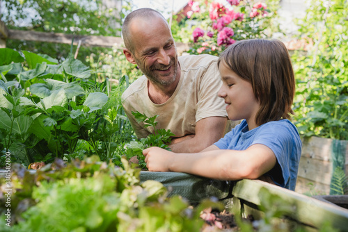 Wallpaper Mural Father and son harvesting vegetables together in summer garden Torontodigital.ca
