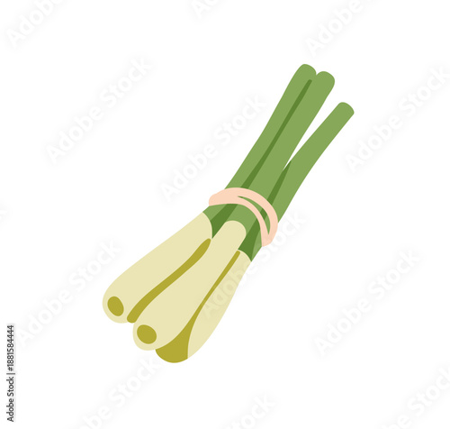 Scallion, spring green onion stems. Sibies bundle tied with string in bunch. Fresh food vegetable, seasoning, natural condiment ingredient. Flat vector illustration isolated on white background