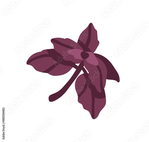 Basil herb with purple leaf. Natural aromatic leaves, fresh Italian flavor, spice. Seasoning, condiment, food ingredient for cooking. Flat vector illustration isolated on white background