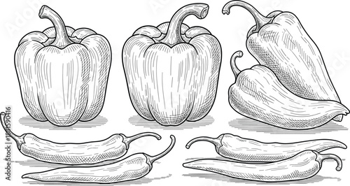 Pepper illustration, multiple varieties, bell and chili types, black and white sketch, botanical vegetable drawing, vector art