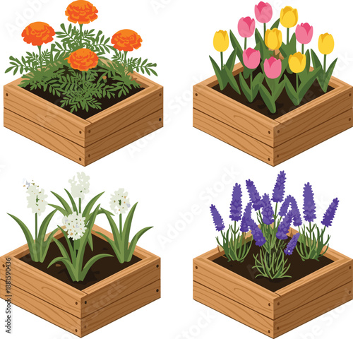 Four wooden planter boxes with blooming marigolds, tulips, hyacinths, and lavender showcasing colorful garden flowers for landscaping, decoration, and botanical design themes.