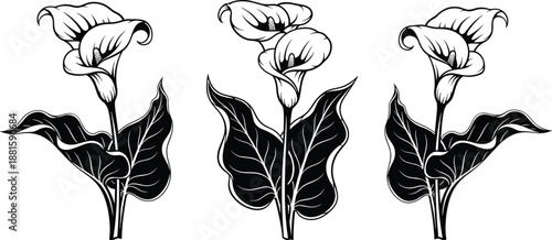 Calla lily flower illustration, black and white sketch, elegant botanical art, symmetrical layout, vector drawing