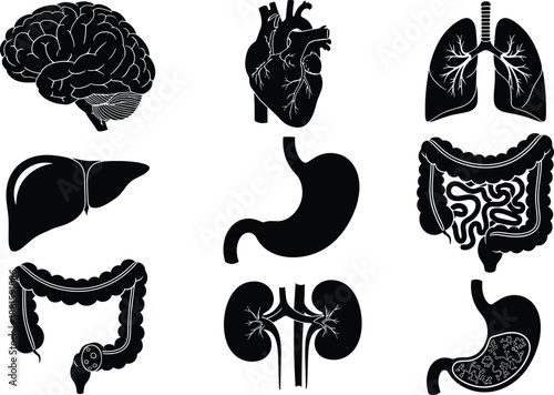 Human internal organs silhouette icon set including brain heart lungs liver stomach intestines kidneys anatomy medical biology healthcare illustration isolated on white background