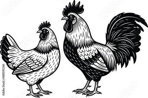 Rooster and hen illustration, vintage engraved farm chicken pair, black and white hand drawn poultry artwork isolated on white