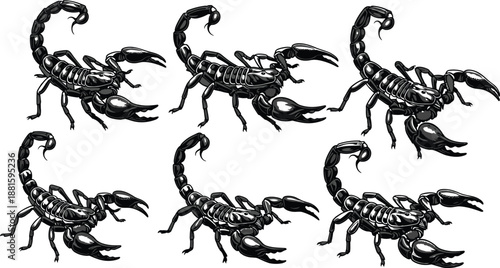 Scorpion Vector Illustration Set, Black and White Arachnid Drawings, Detailed Scorpion Poses, Insect Anatomy Art, Educational and Artistic Design