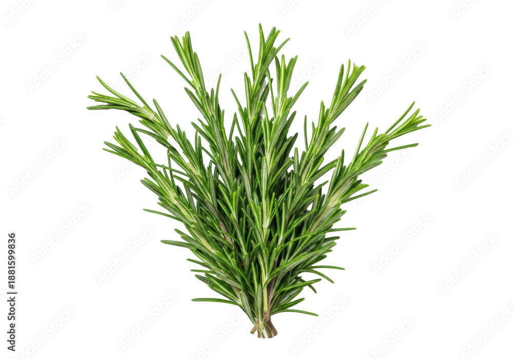 Obraz premium Fresh, vibrant green rosemary sprigs with aromatic needle-like leaves and delicate stems, isolated on a transparent background with copy space, concept for culinary and branding contexts