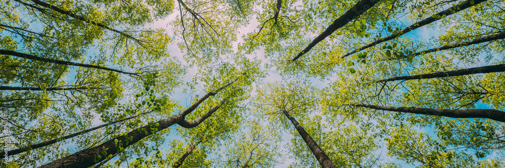 Fototapeta premium Looking Up In Beautiful Pine Deciduous Forest Trees Woods Canopy. Bottom View Wide Angle Background. Greenwood Forest. Trunks And Branches With Fresh Spring Lush