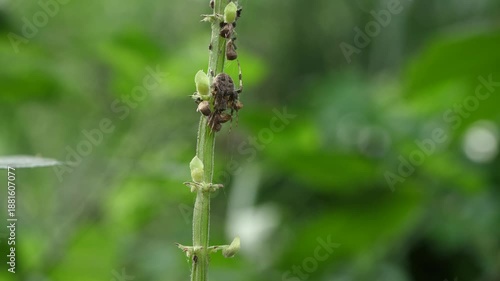 close up of an insect perched on a plant stem with a blurred background