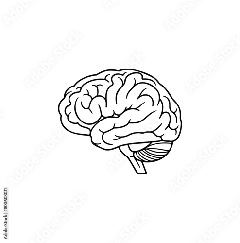 A detailed line drawing of a human brain, highlighting its intricate structure and contours