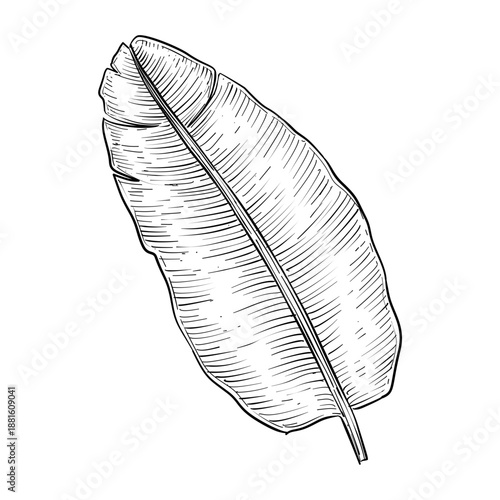 banana leaf vector line art hand drawn illustration
