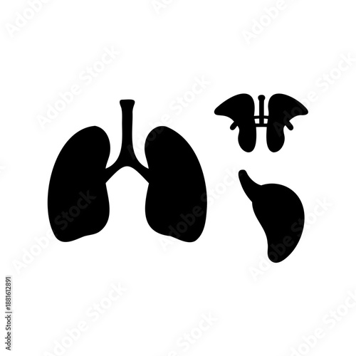 Human respiratory system lungs, adrenal gland, and kidney silhouettes in black on white background Vector, illustration