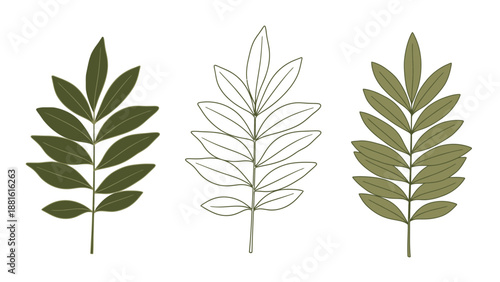 Comparative Illustration of Leaf Structures Showing Different Plant Leaf