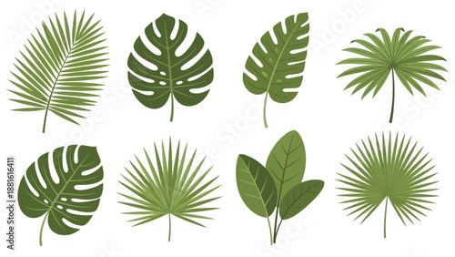 Set of tropical and exotic leaves illustrating diverse lush plant varieties
