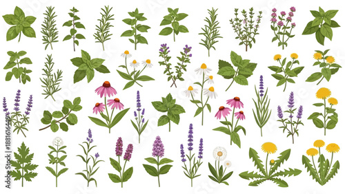 Diverse collection of colorful wildflowers and herbs in botanical illustration