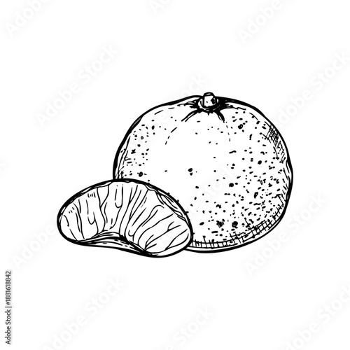 Whole tangerine and one peeled slice vector isolated illustration painted by black inks. Sweet ripe citrus etching drawing. Hand drawn mandarin fruit for mulled wine decor, recipes, poster