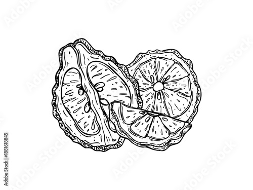 Juicy bergamot fruit slices line art black ink sketch. Monochrome Asian sliced citrus vector isolated illustration. Kaffir lime composition for menu, cosmetic packaging, food ingredient