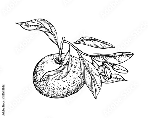 Citrus fruit vector isolated illustration painted by black inks. Mandarin orange with leaves and flowers line art black ink sketch. Tropical Tangerine, Grapefruit or Pummelo pod with foliage