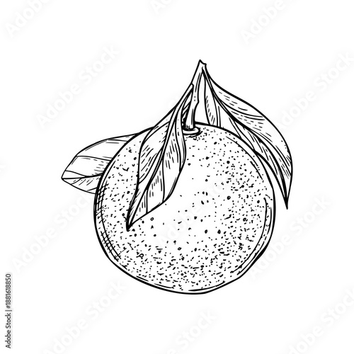 Orange on stem with leaves vector isolated illustration painted by black inks. Monochrome whole citrus fruit and foliage etching drawing for bar menus, fresh drink packaging, summer design