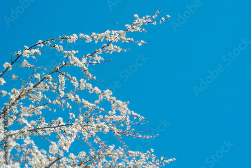 Thin tree branches with blooming white flowers against the background of a bright blue sky.