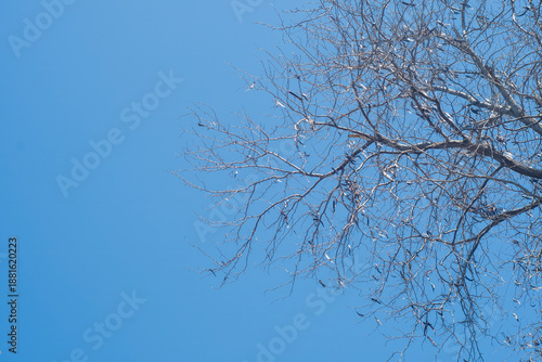 Bare tree branches on a plain background.