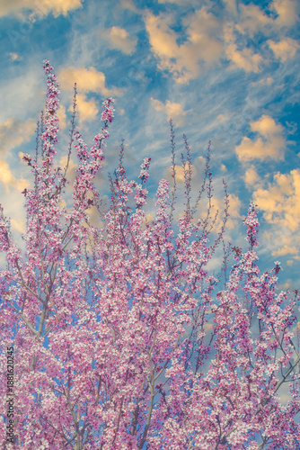 Branches with small pink flowers. Tree in spring. Eastern redbud during flowering.