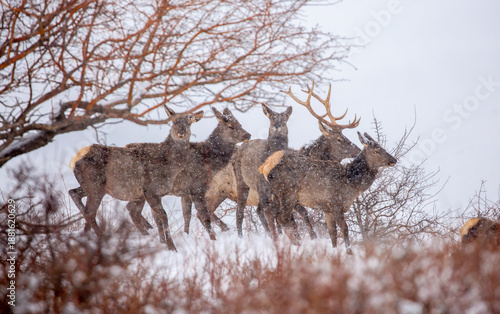Photography A deer in the mountains in winter with falling snow