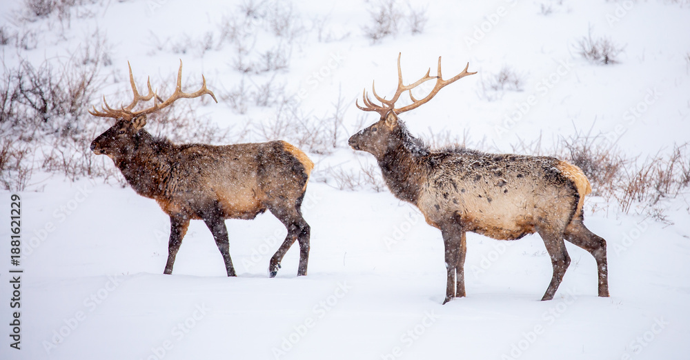 Obraz premium A deer in the mountains in winter with falling snow. Close-up of red deer against a snowy backdrop. Winter Christmas landscape with wild animals.