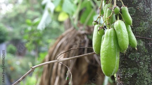 close up of starfruit on a tree, starfruit