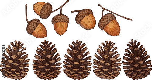 Acorns and pine cones illustration set natural forest seeds collection autumn botanical elements isolated white background hand drawn style