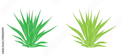 Agave icon. Agave plant vector silhouette. Blue agave cactus illustration. Tequila logo. Simple illustration of agave vector icon for web design isolated on white background