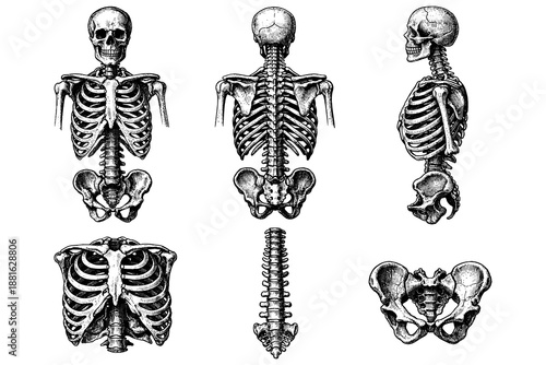 Detailed human skeleton anatomy diagrams showing various angles and views