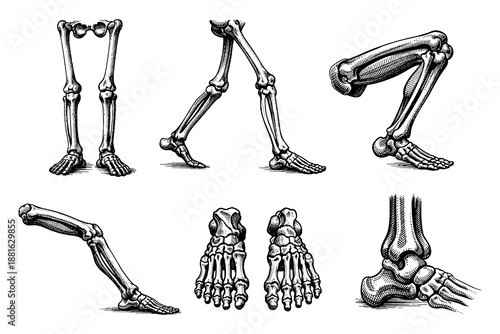 Vintage anatomical leg skeletons: detailed human bone structures in black and white
