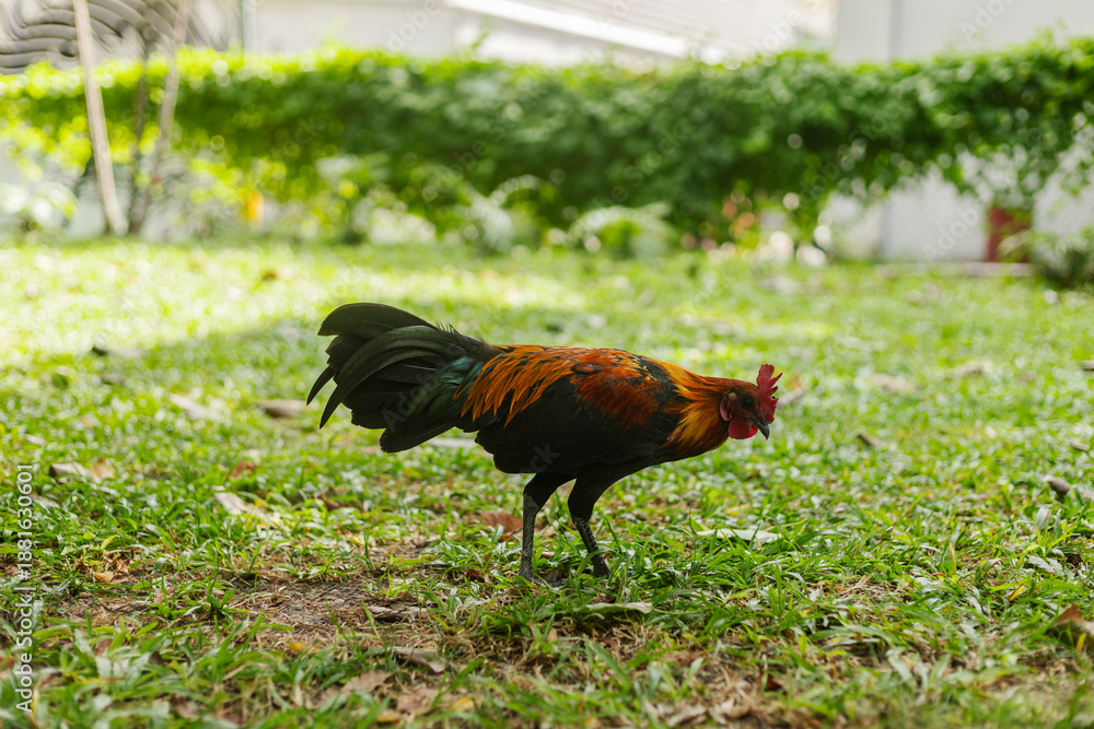 Fototapeta premium A colorful rooster walks on green grass in a garden. The scene shows the rooster searching for food on the ground. The sun shines bright in the background