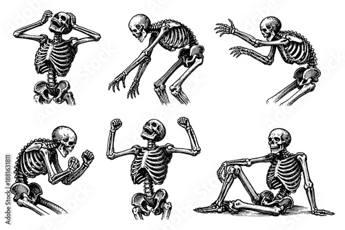 Vintage skeleton poses with engraved style for halloween and anatomy designs