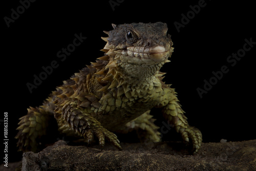The Sungazer (Smaug giganteus) is a species of lizard from sub-Saharan Africa. The Sungazer isolated on black background