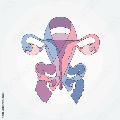 Abstract Representation of Female Reproductive System Anatomy