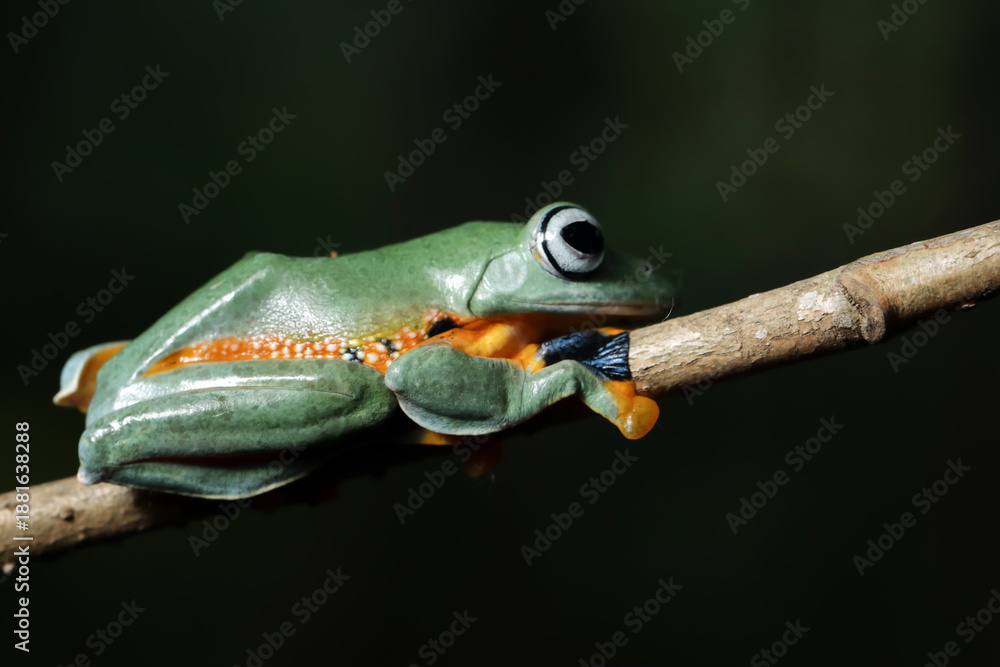 Fototapeta premium Flying frog in the tropical forest, beautiful tree frog sitting on green leaves, rachophorus reinwardtii on branch, Javan tree frog on leaves