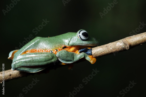 Flying frog in the tropical forest, beautiful tree frog sitting on green leaves, rachophorus reinwardtii on branch, Javan tree frog on leaves